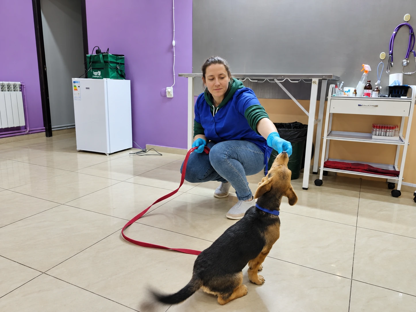 Анна Пинкус на приёме с собакой в клинике