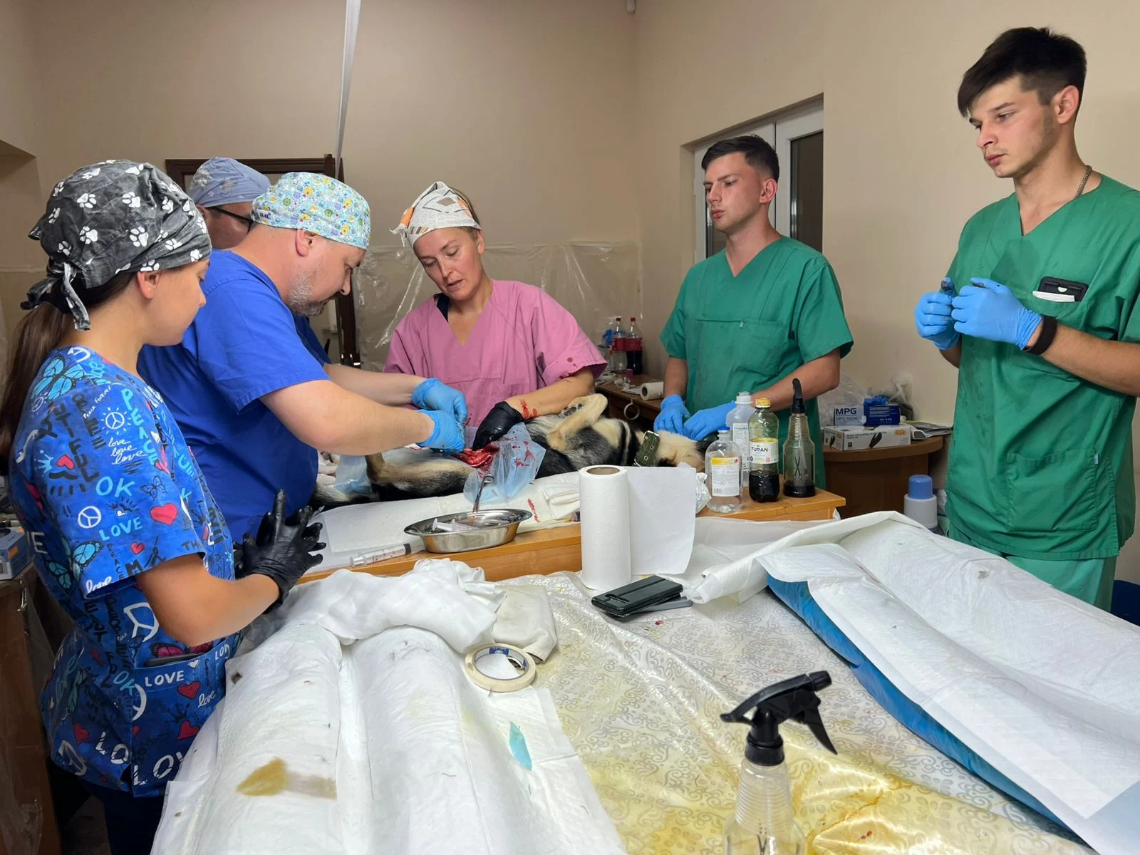 Several veterinary surgeons performing operations indoors