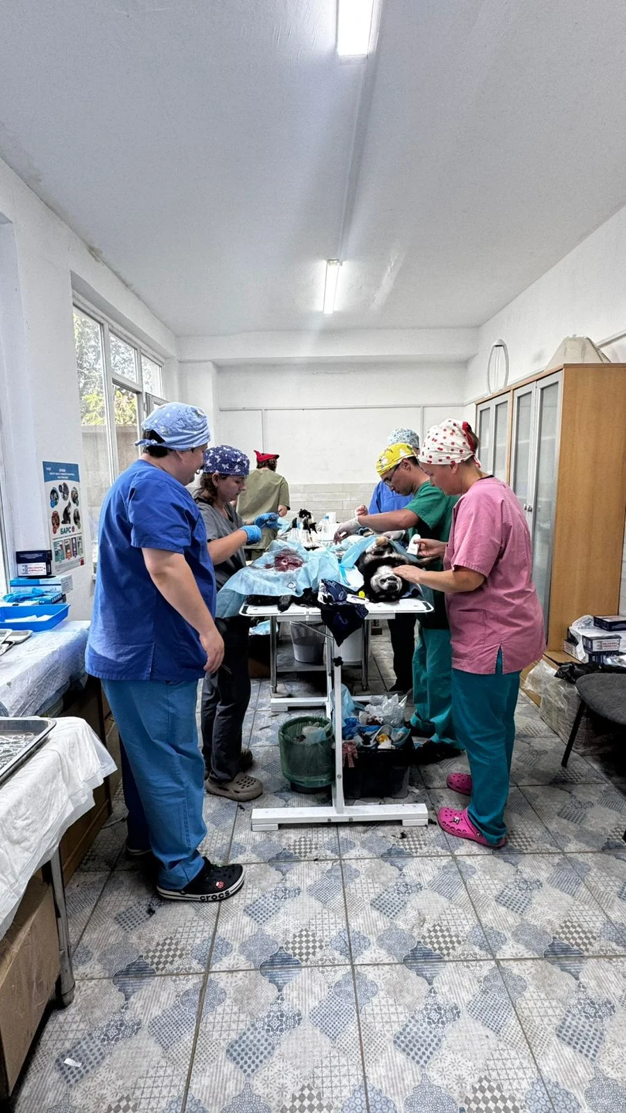 Veterinary surgeons working at an operating table
