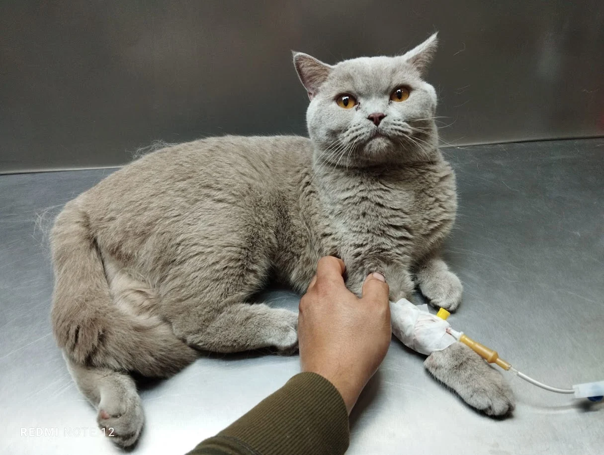 Grey cat on a treatment table with an intravenous catheter in a front leg