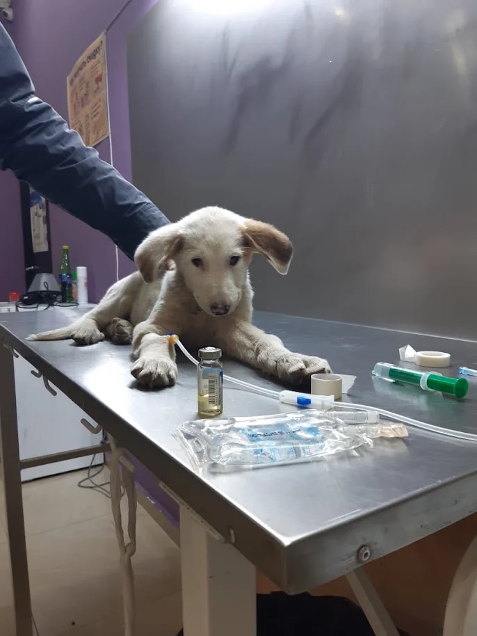 Puppy on a treatment table with an intravenous catheter and infusion line