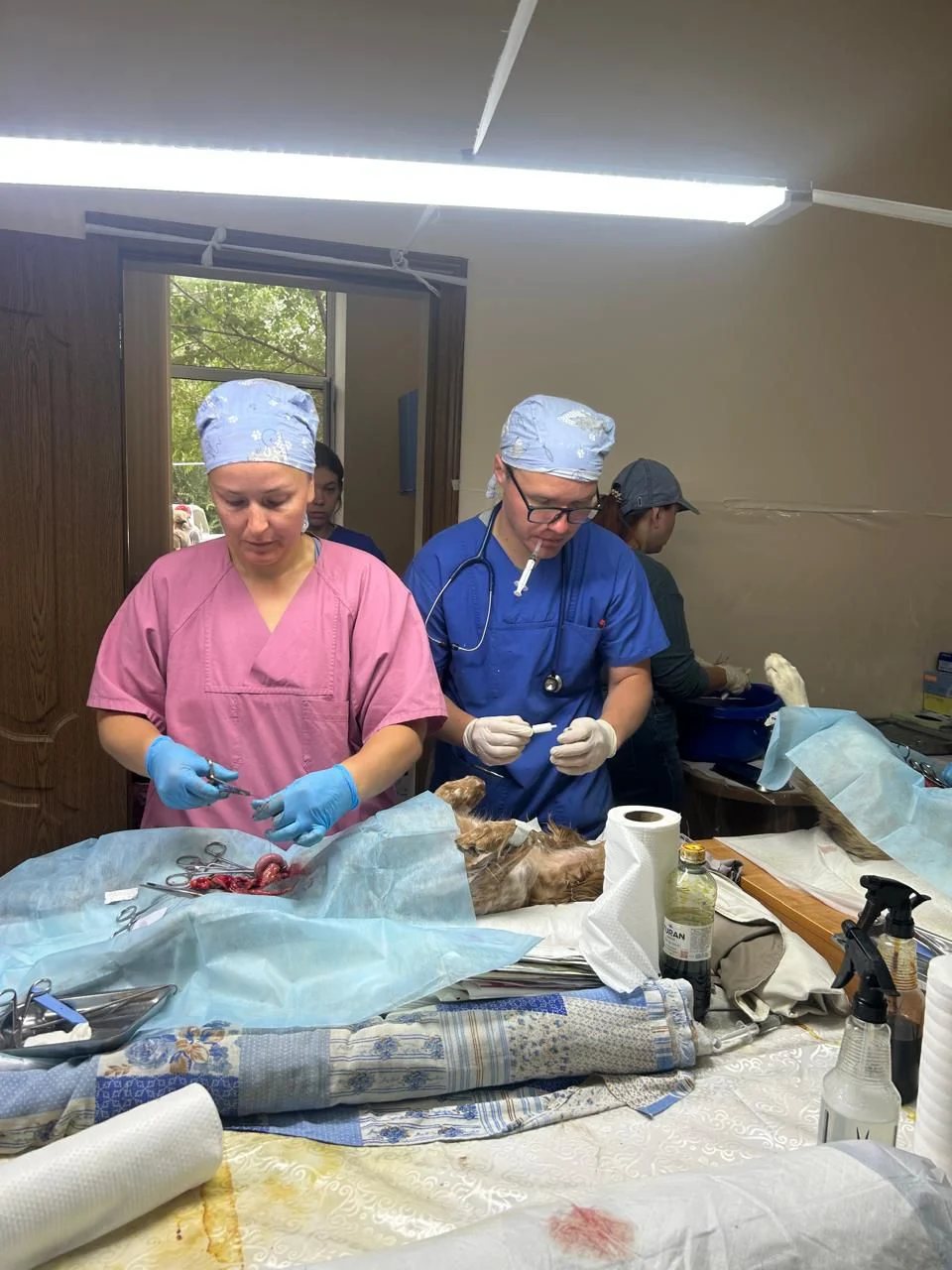 Two veterinary surgeons performing an operation
