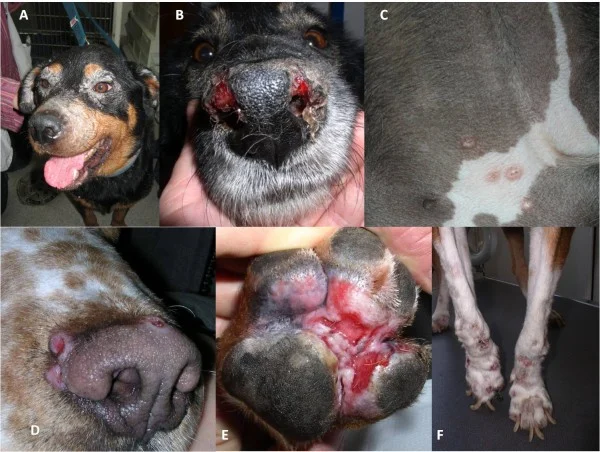 Six clinical photographs of dogs showing hair loss and inflammation around the eyes, ulcers beside the nose, papules in the groin, crater-like muzzle nodules, ulcers between the pads and severely overgrown claws