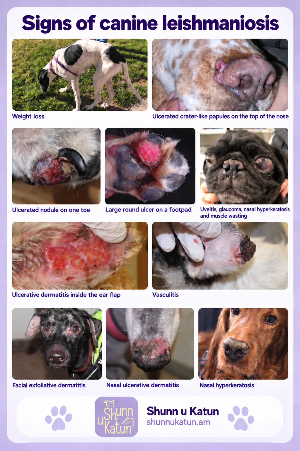 A collage showing weight loss, ulcerated papules and nodules on the nose and toe, a footpad ulcer, eye inflammation, ear dermatitis, vasculitis, facial scaling and nasal hyperkeratosis in dogs