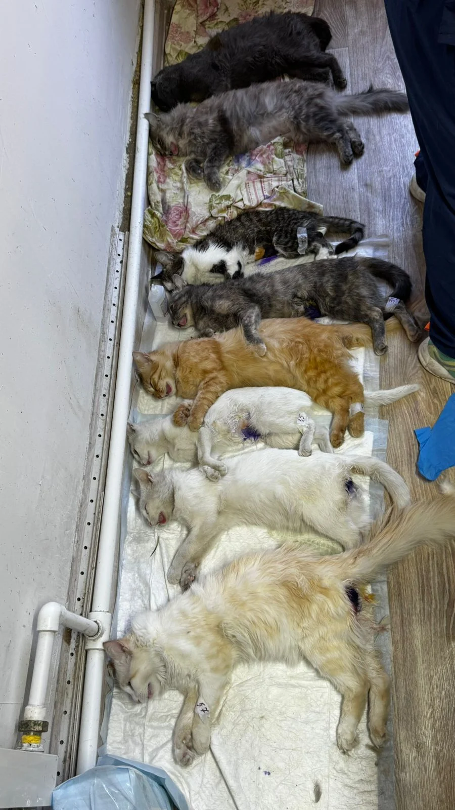 Dogs arranged in rows at a campaign site